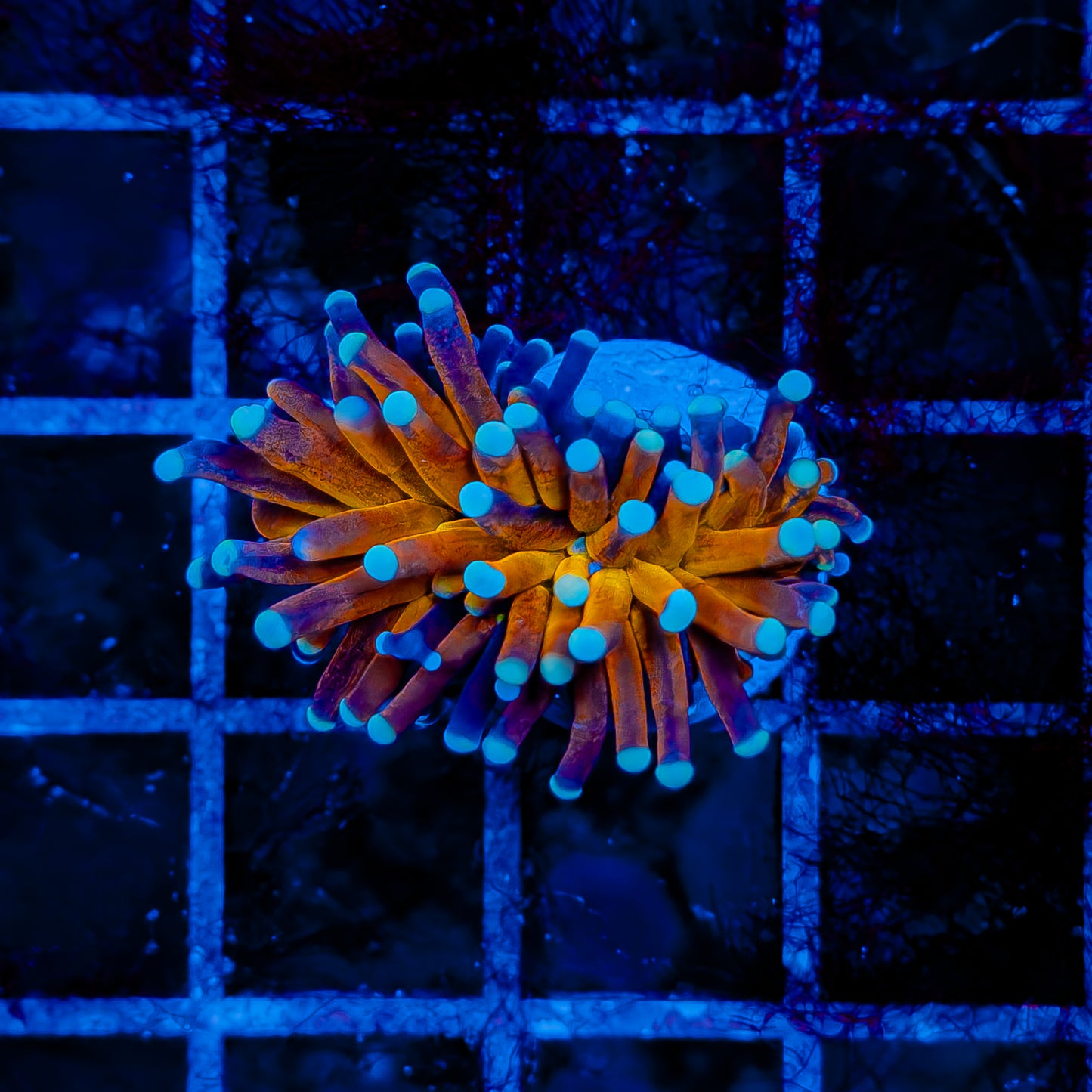 ULTRA BRANCHING TIGER TORCH 542