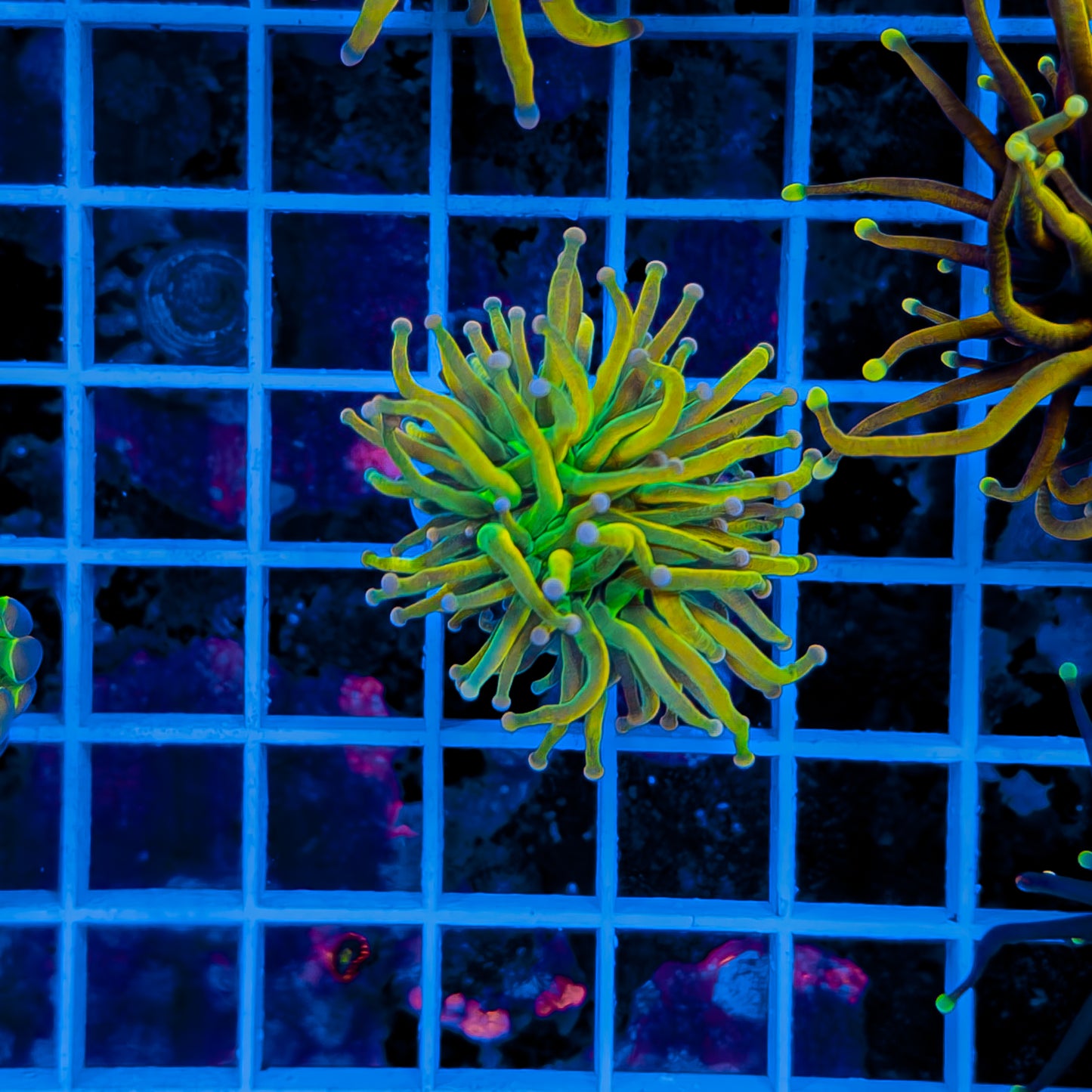 MALAYSIA PINK TIP GRAIL TORCH 103