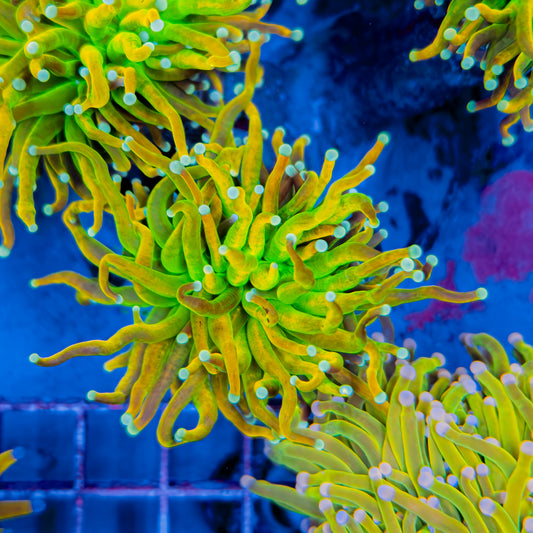 INDO BANANA MASTER TORCH 263