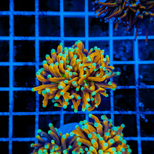 INDO SUN GOD TORCH 967