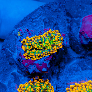 GODZILLA BOUNCE MUSHROOM 814