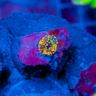 GODZILLA BOUNCE MUSHROOM 815