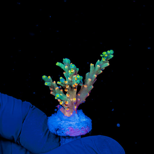 CHIMERA SPECIOSA 1513