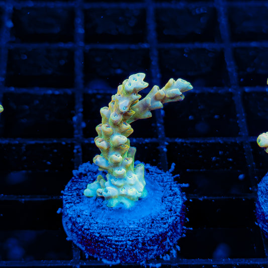 YELLOW DE LA CREME 018