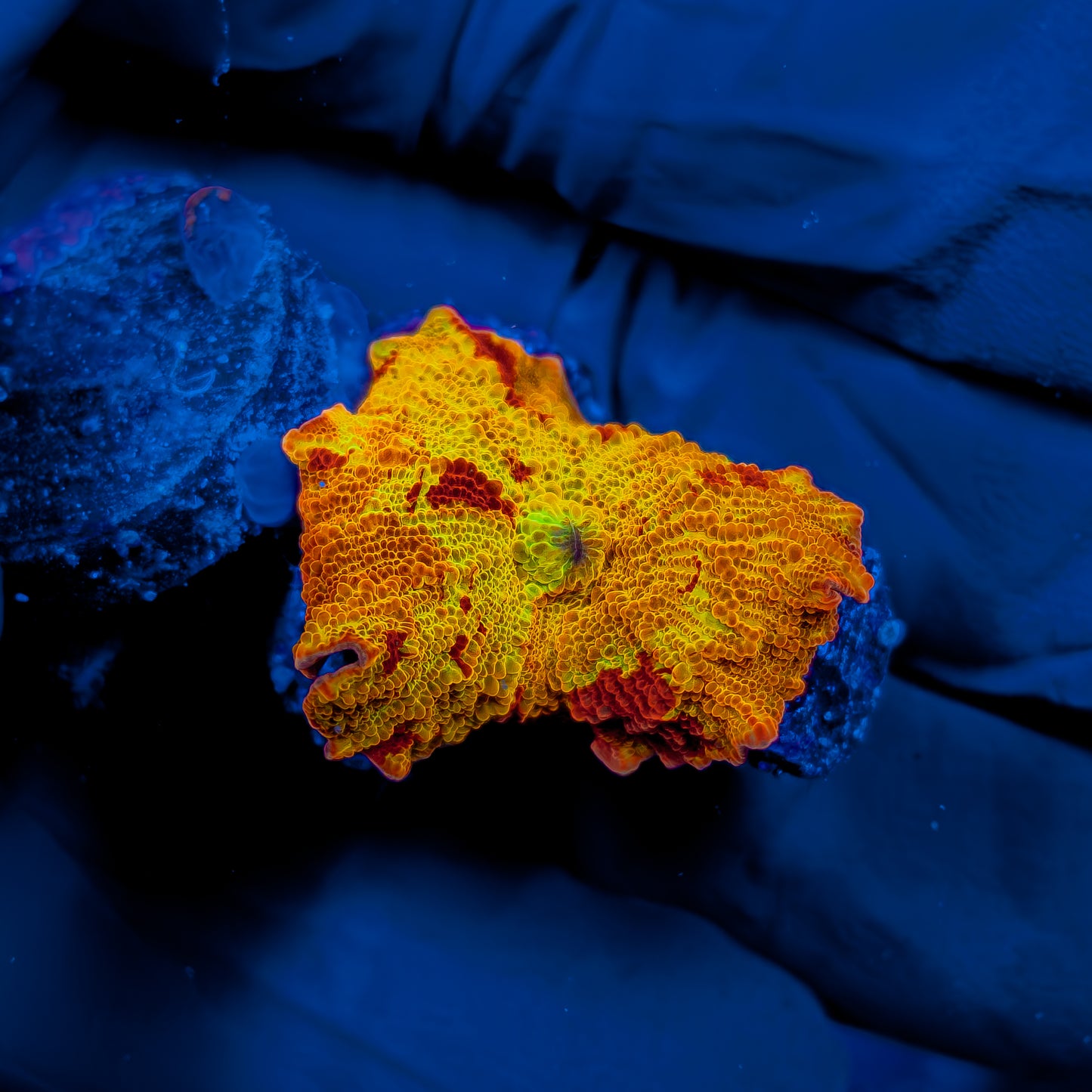 4-COLOR JAWBREAKER MUSHROOM 847