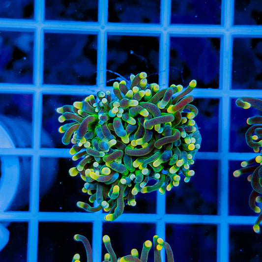 GLOWLIGHT TORCH 909