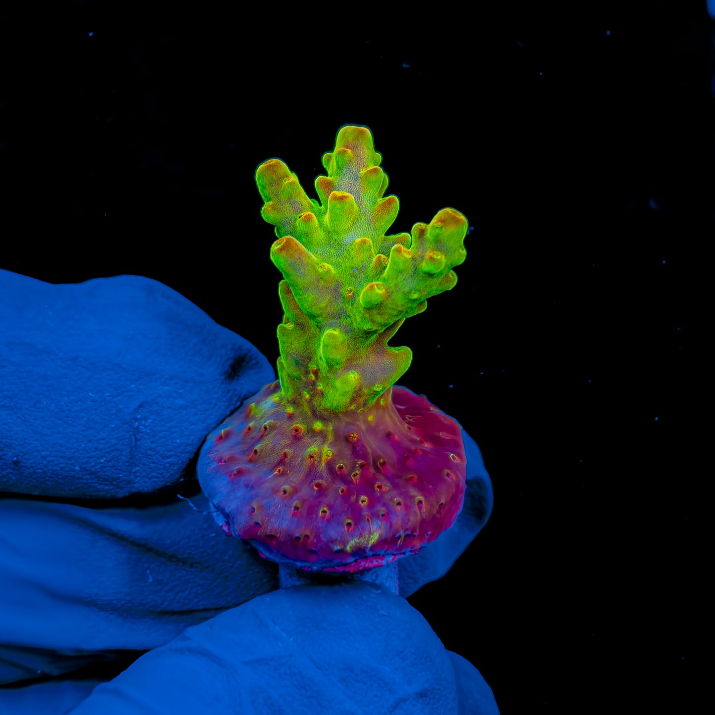 HIGHLIGHTER GRANULOSA 995