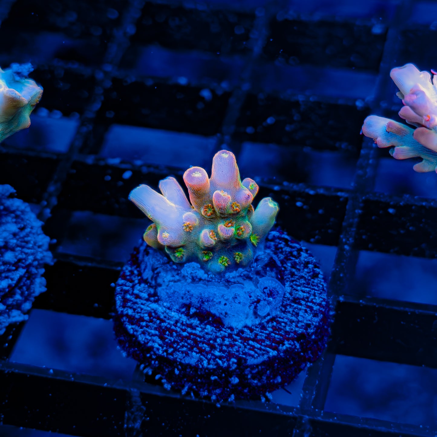 PASTELITO 090