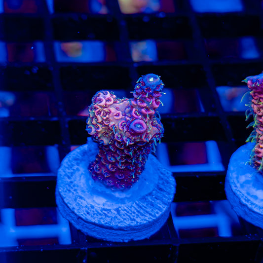 CHERRYNOBYL MILLE 137