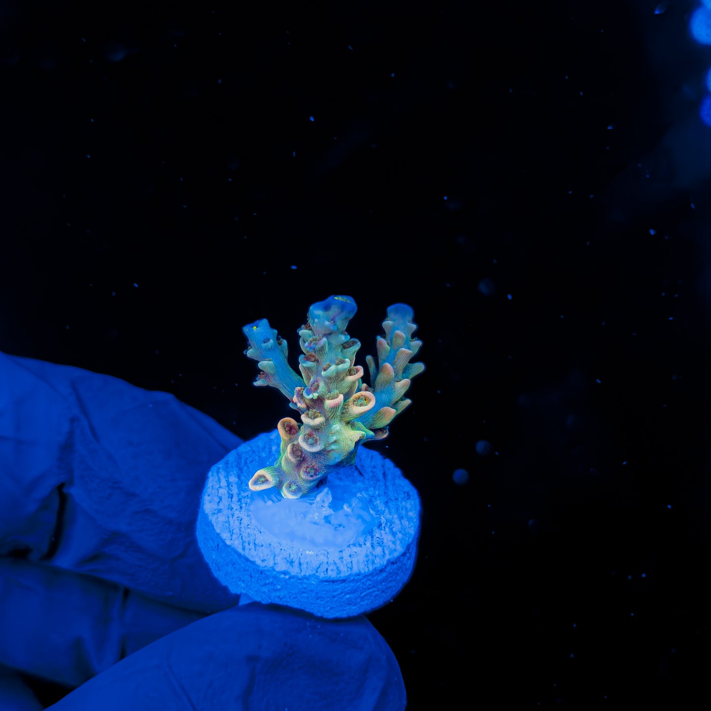 IRIDIUM 1182