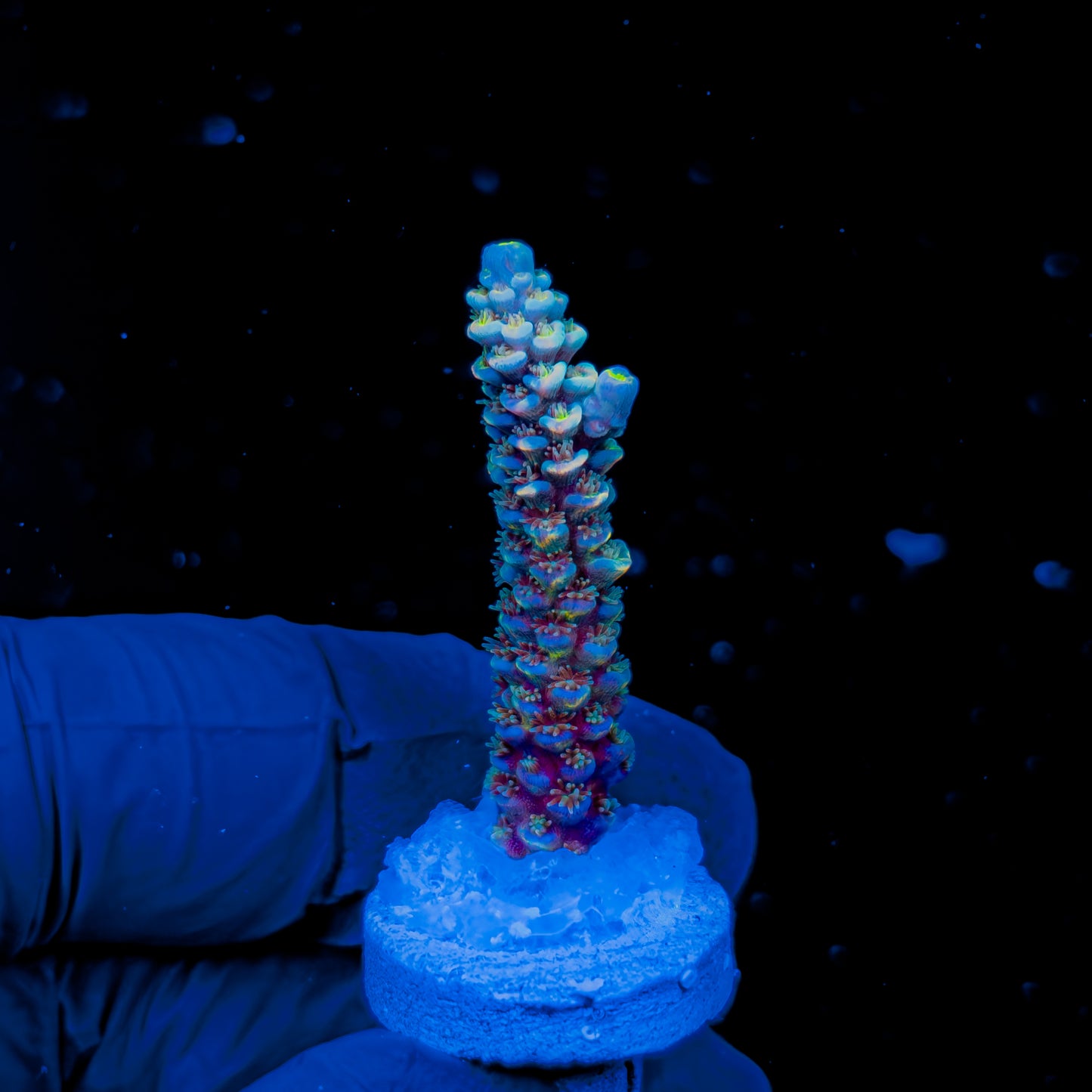 DICHROIC TENUIS 1606