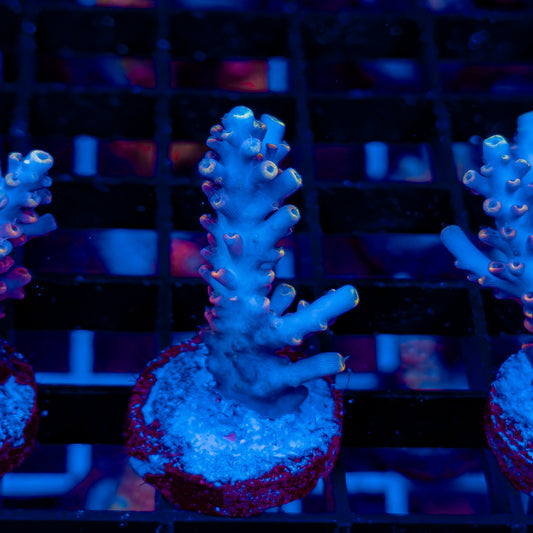 BLUE FLAME 556