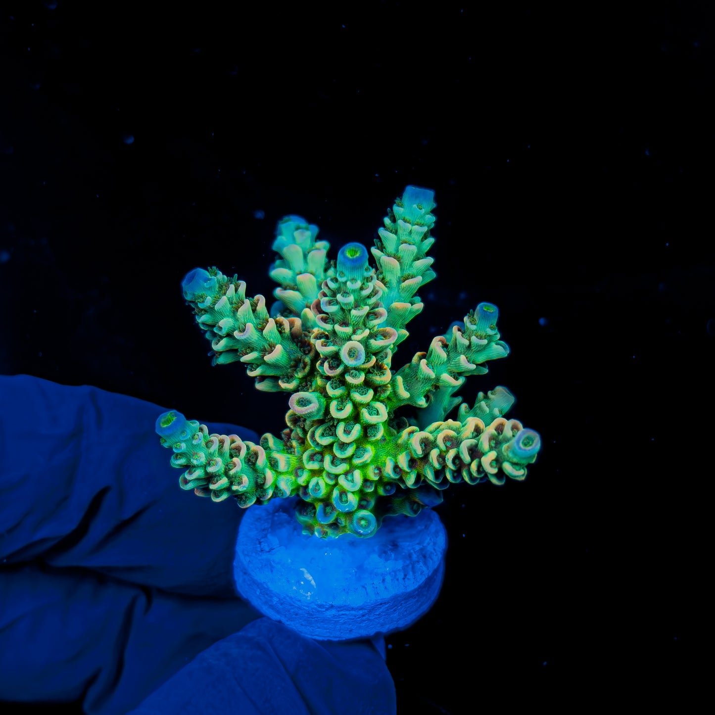 IRIDIUM MINI COLONY 1309