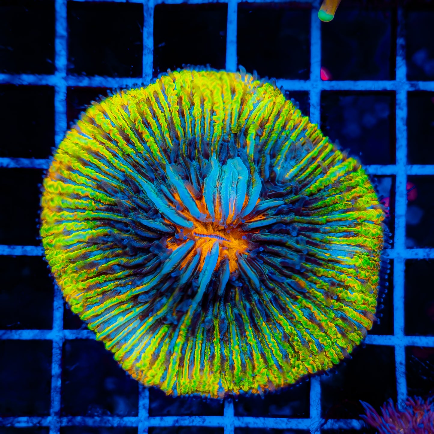 PSYCHEDLIC PLATE CORAL 002