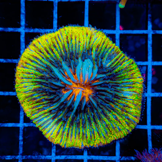 PSYCHEDLIC PLATE CORAL 002