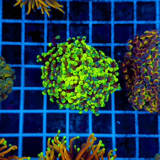 SPLATTERED UP HAMMER (2 HEADS) 949