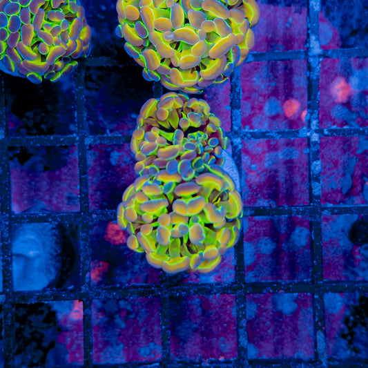 S GRADE HOLOGRAM HAMMER (2 HEADS) 256