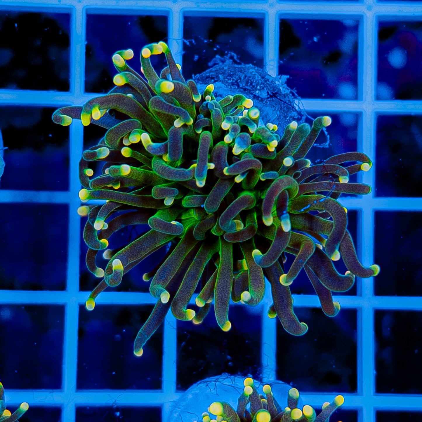 GLOWLIGHT TORCH 907