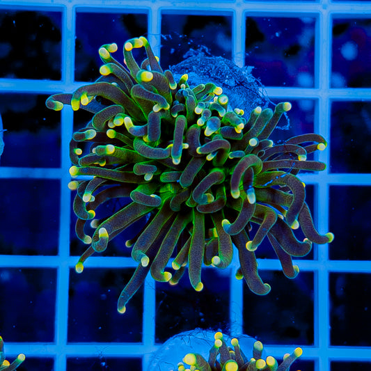 GLOWLIGHT TORCH 907