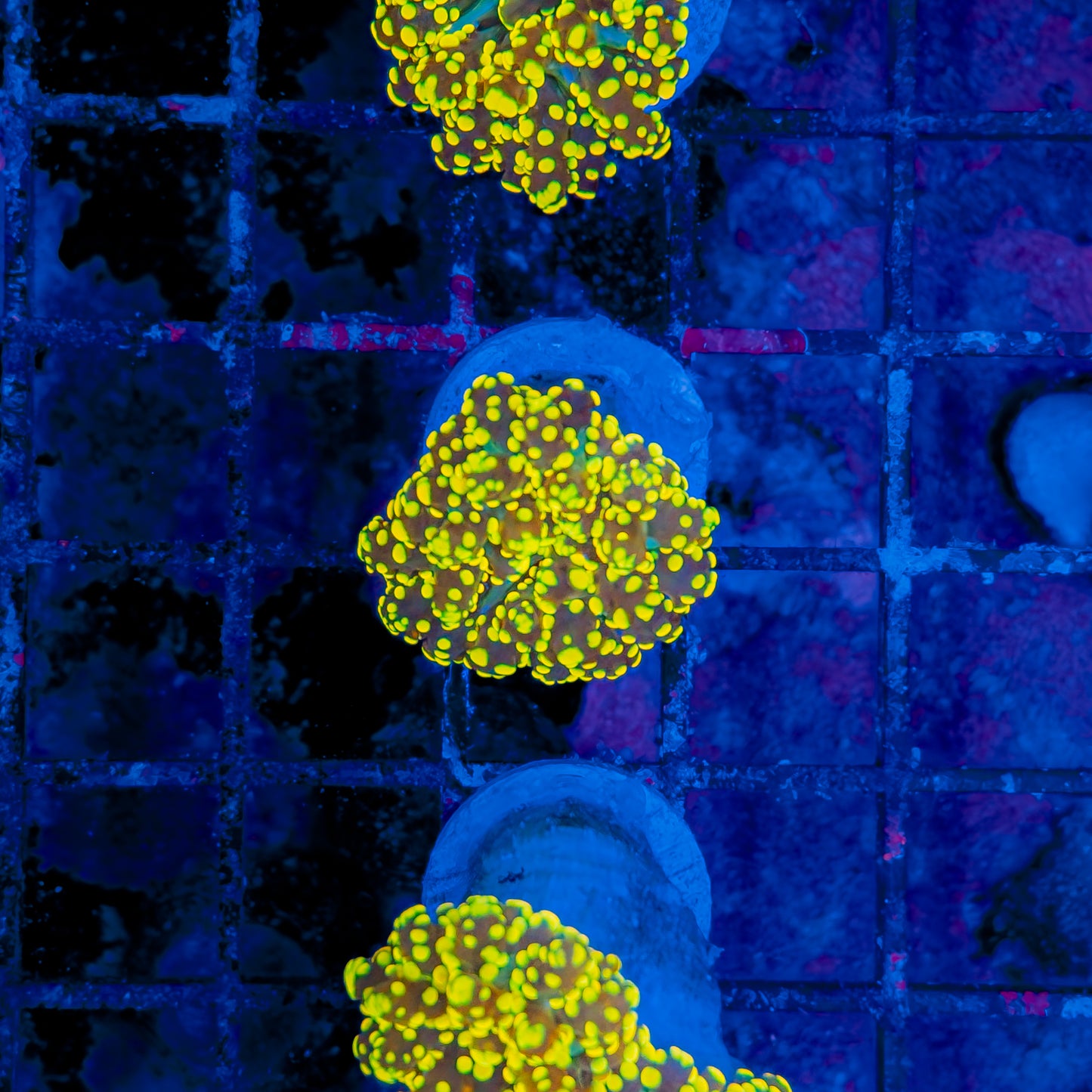 URANIUM OCTOSPAWN 202