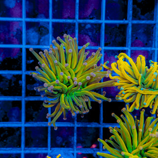 MALAYSIA PINK TIP HOLY GRAIL TORCH 139