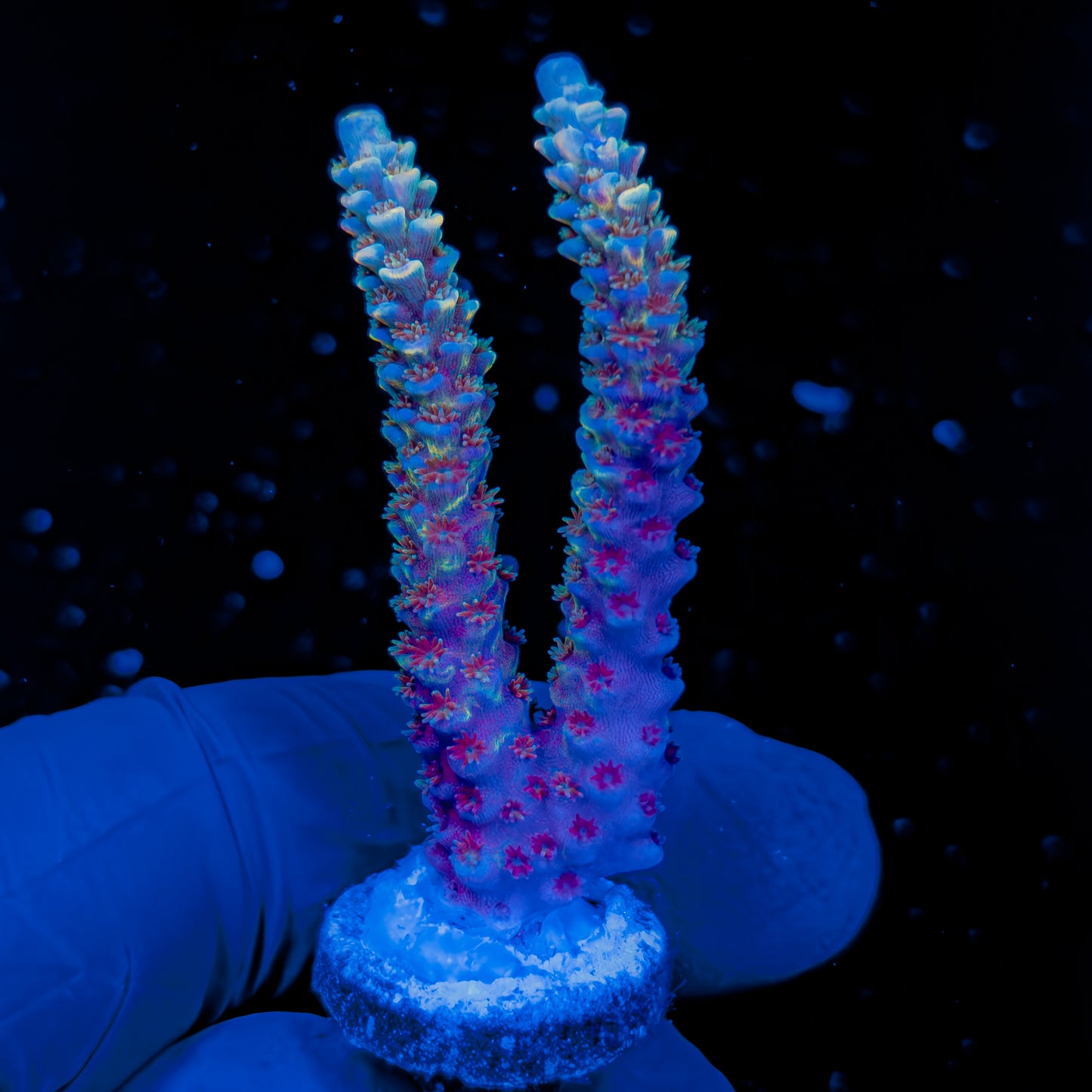 DICHROIC TENUIS 1609
