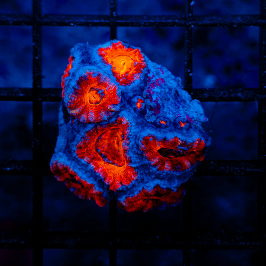 Ultra Acan 808