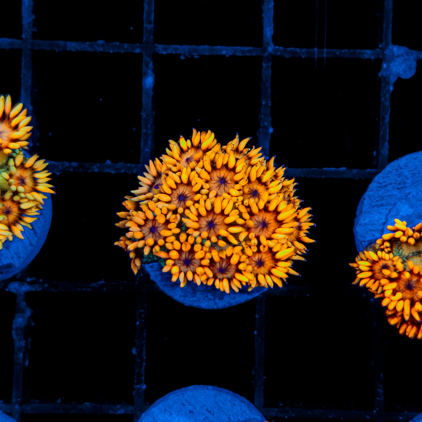 ORANGE PEEL GONIOPORA 403