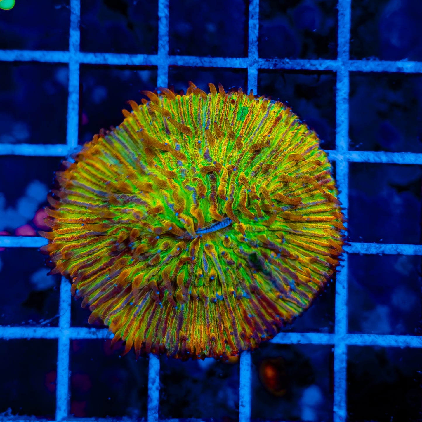 RAINBOW PLATE CORAL 003