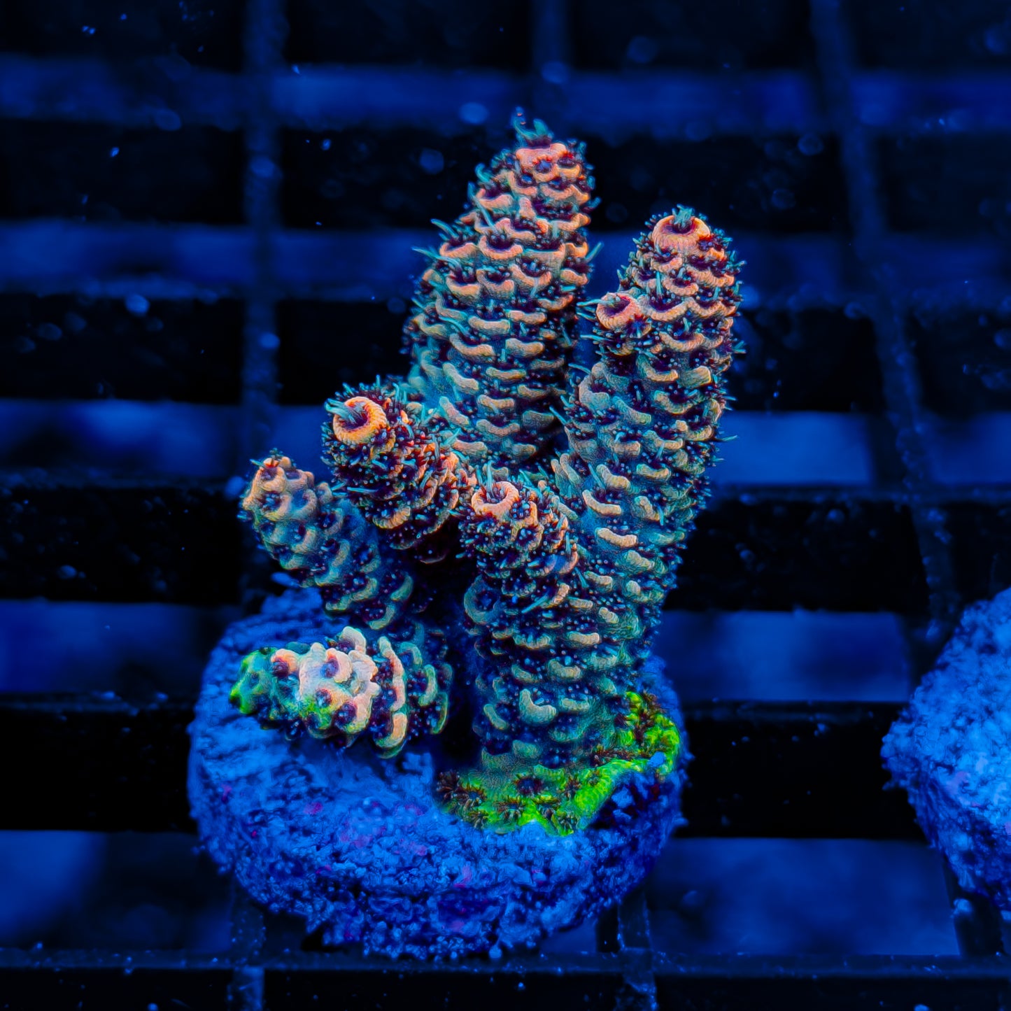 SCARLET MILLE 008