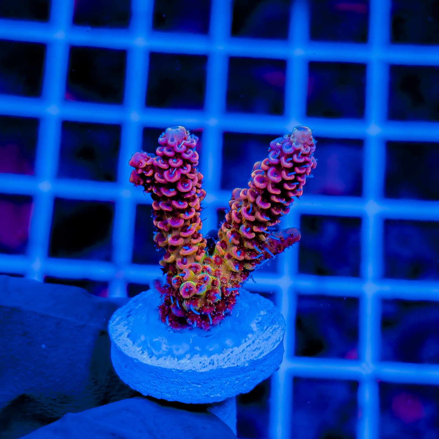 PYRO MILLE 897