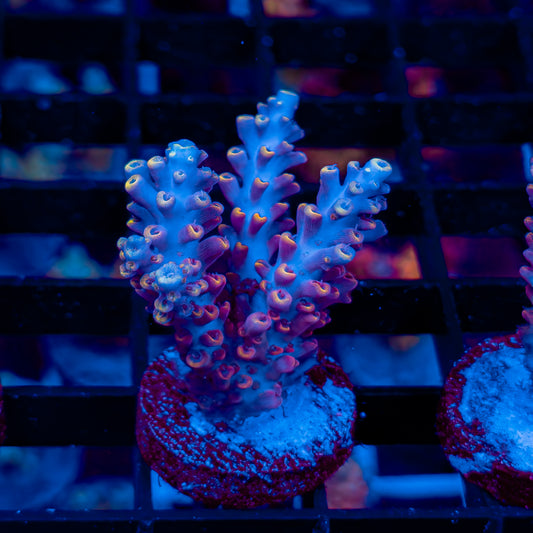BLUE FLAME 557