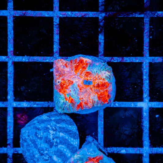 CLOUDBERRY CHALICE 742