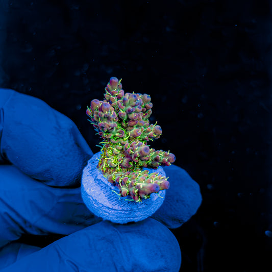 GREEN GOBLIN 1074