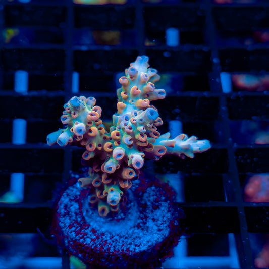 TROPICAL PUNCH 589