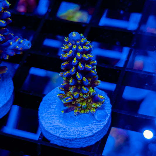 RADIOACTIVE FORMOSA 104 *RARE*