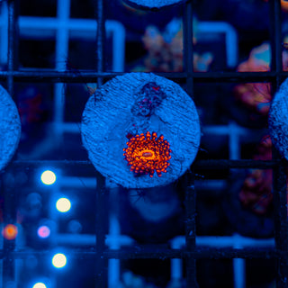 DARTH MAUL ZOA ~ 1P 115