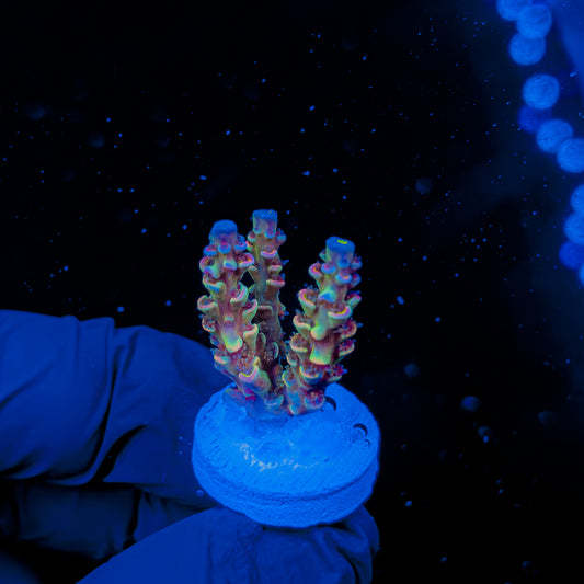 MOODY BIRD 1200