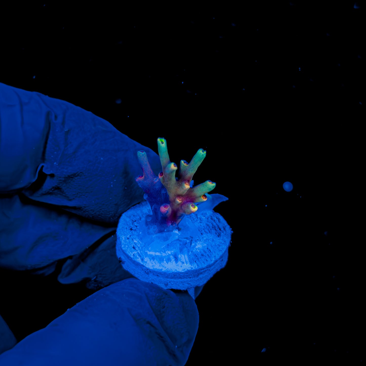 CHIMERA SPECIOSA 1516
