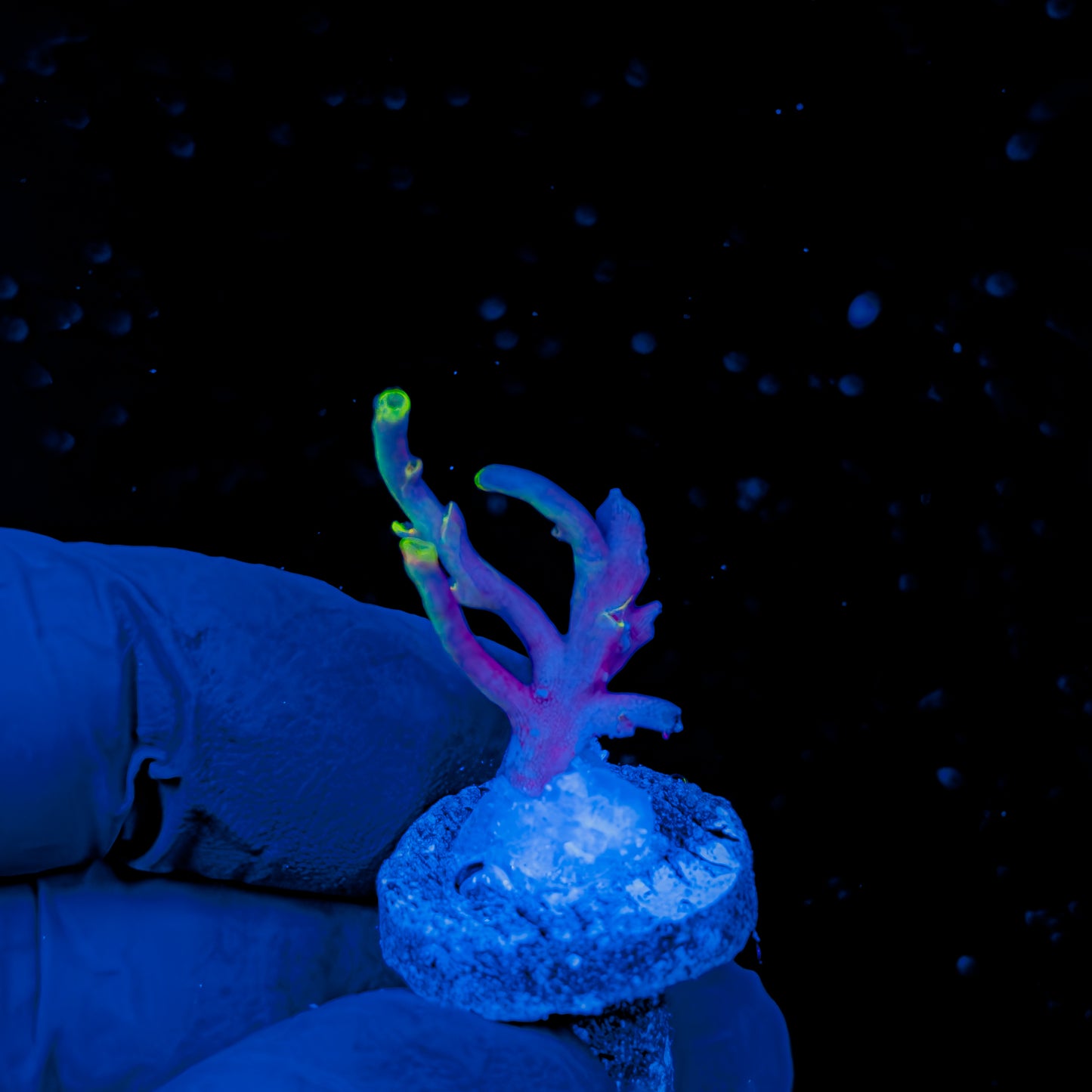 NEBULA SPECIOSA 1489