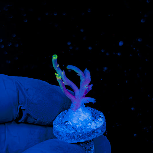 NEBULA SPECIOSA 1489