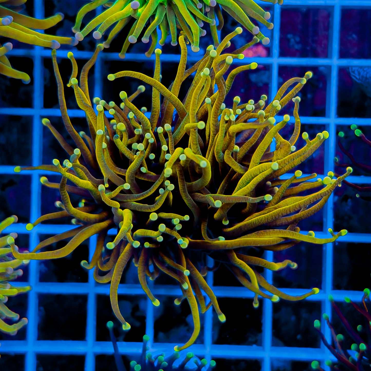 YELLOW TIP ON YELLOW TORCH (2 HEADS) 102