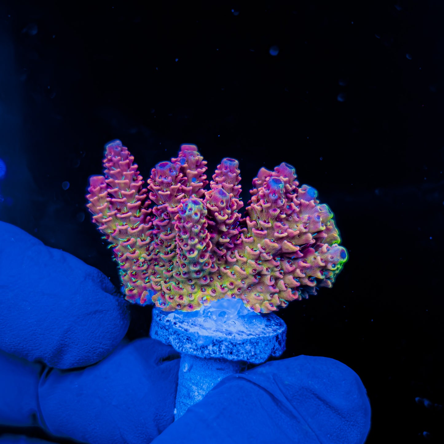 VENOM MILLE MINI COLONY 1274