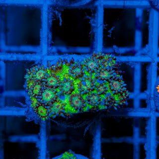 GLITTER MISTLETOE GONI 613