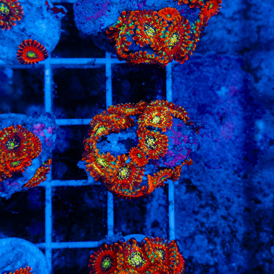 Seduction Zoa 108