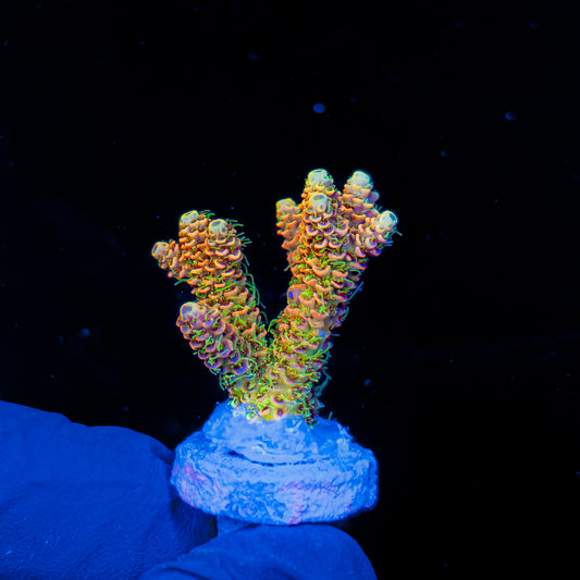 SOLAR FANG MILLE 1281