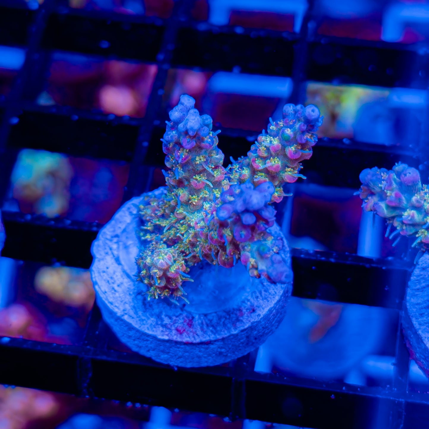 FUNFETTI 290
