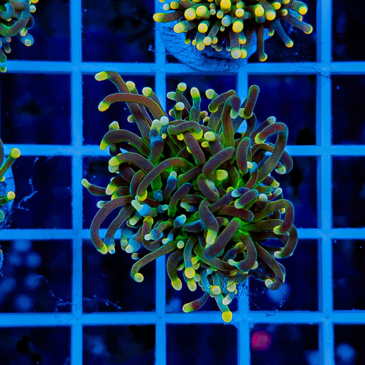 GLOWLIGHT TORCH 906