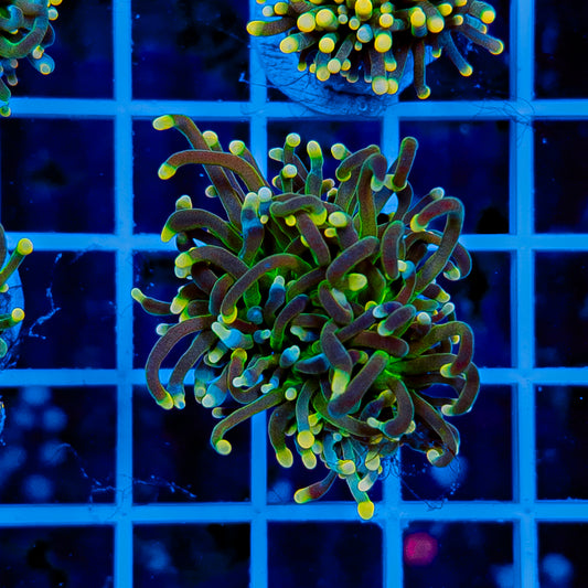 GLOWLIGHT TORCH 906