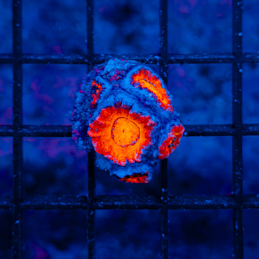 Ultra Acan 807